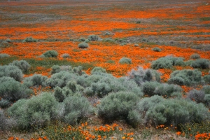 Antelope Valley Poppy Reserve 2010