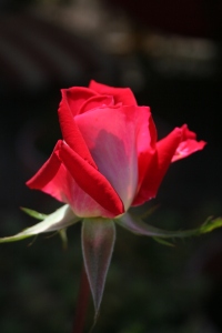 Rose #1 Photograph