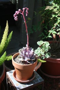 Echeveria in bloom