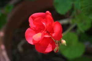 Geranium Photograph